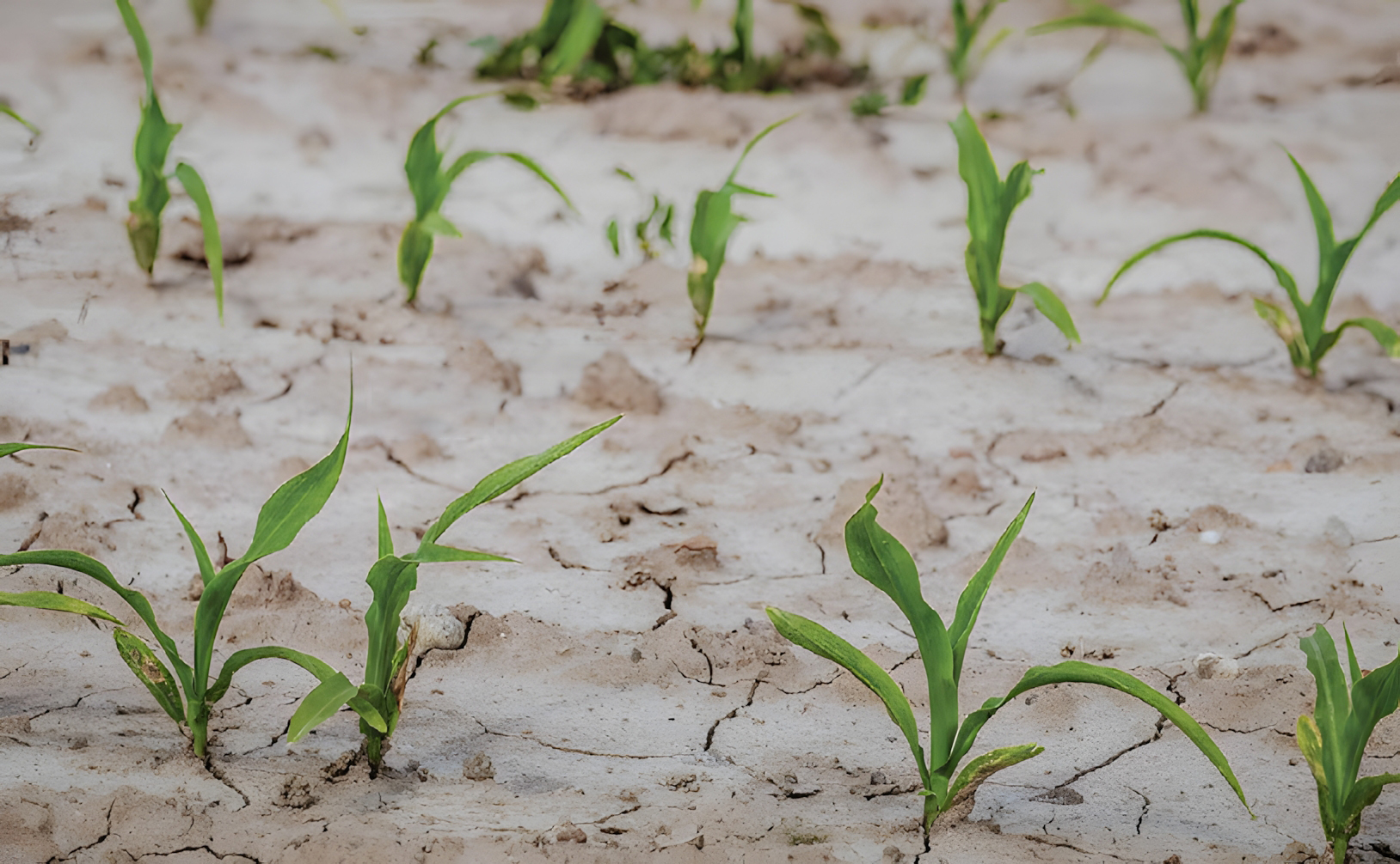 mezőgazdasági termelés
